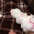 「林檎殺人事件」♫ 「林檎殺人事件」♫