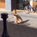 慈悲の心 慈悲の心